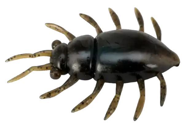 Bon Plan Maybug 1,3" (3,2cm)